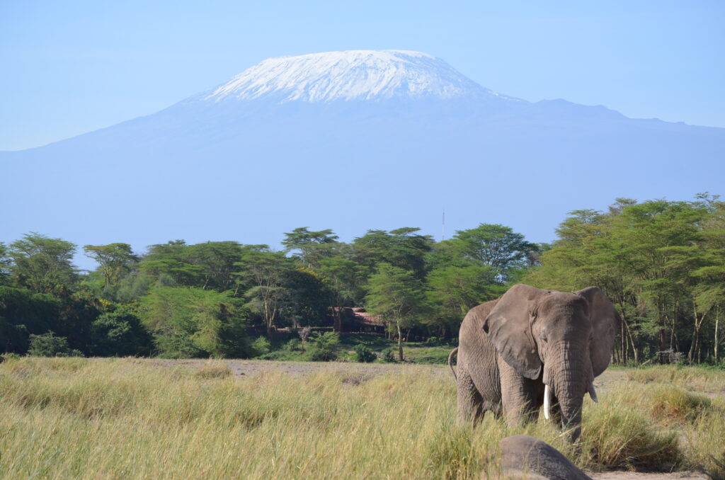 elephant standing near the Amboseli Serene Safari LOdge with Mount Kilimanjaro in the background, Kenya