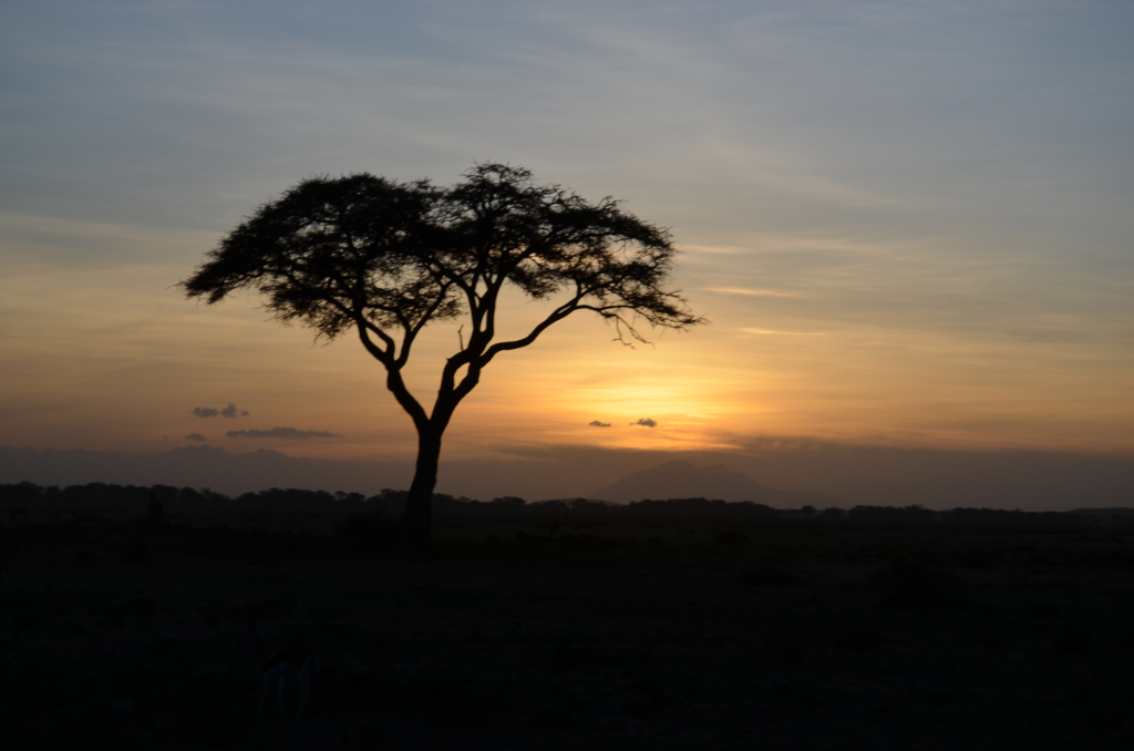an acacia tree at sunset amboseli National Park Kenya