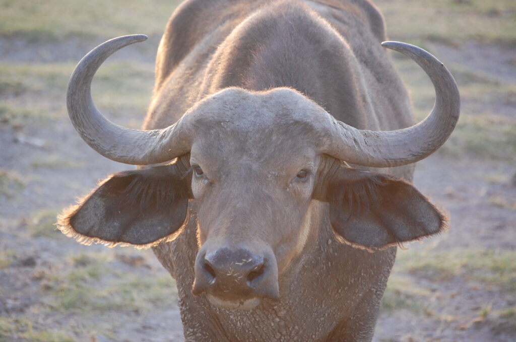 buffalo at amboseli kenya