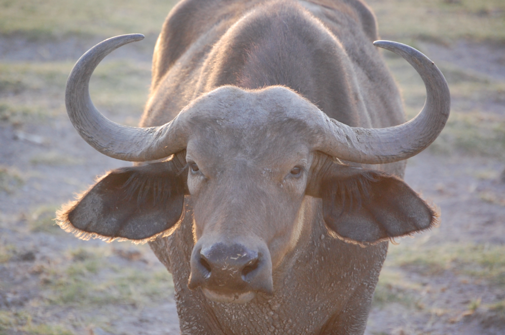 A buffalo backlit by the setting sun at Amboseli National Park Kenya