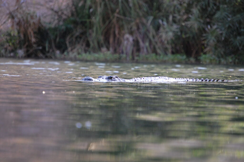 crocodile at Mzima Springs Kenya