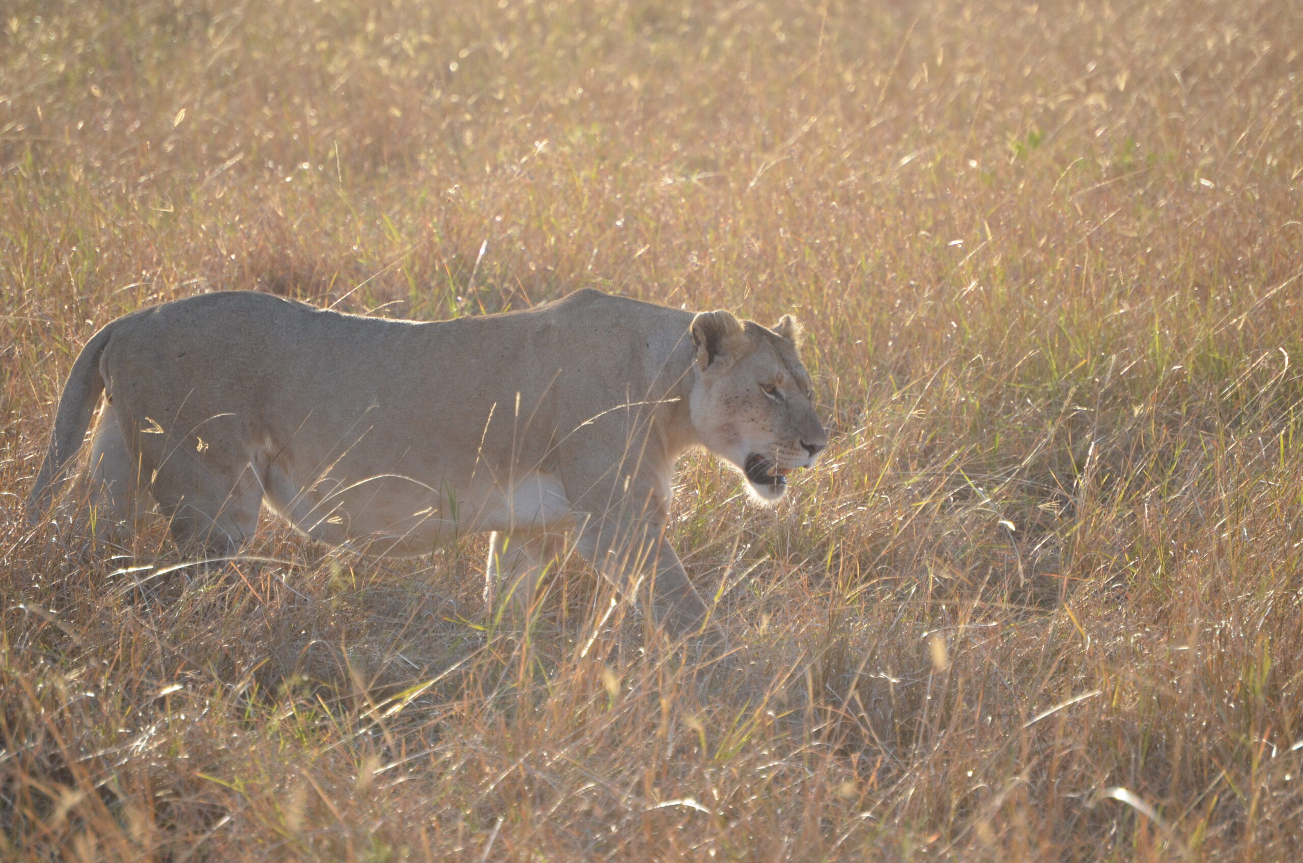 lioness in Maasai Mara Kenya