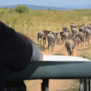 a small herd of wildebeest walking along a trail in Maasai Mara Kenya