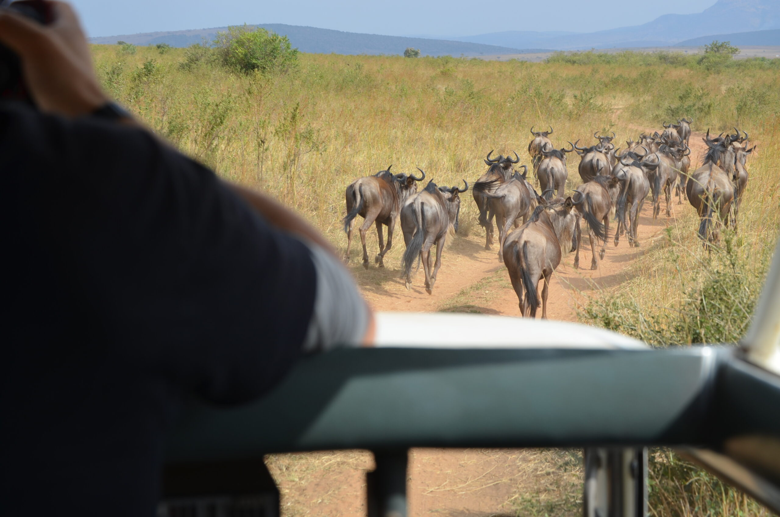 following wildebeest in a safari vehicle