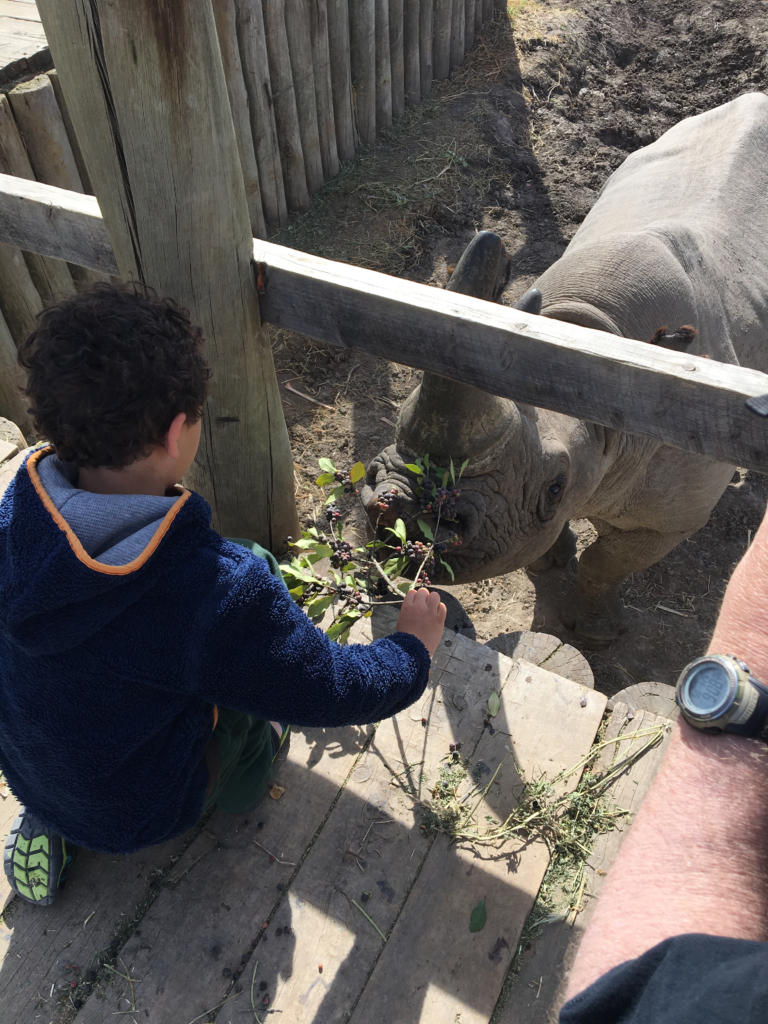 Matthew feeds berries to Baraka the rhino Ol Pejeta Conservancy Kenya