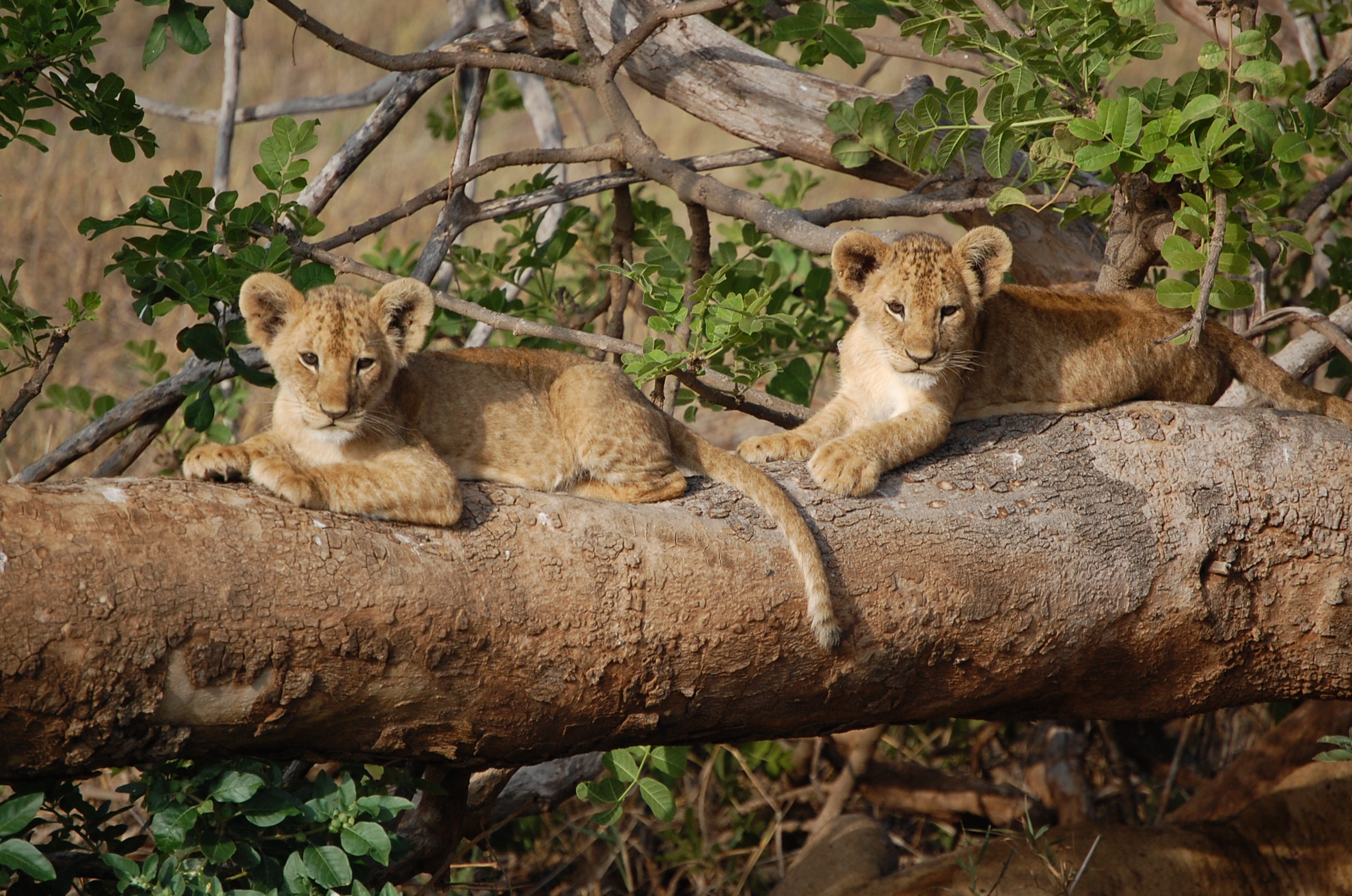 Lion cubs is Tsavo West National Park Kenya