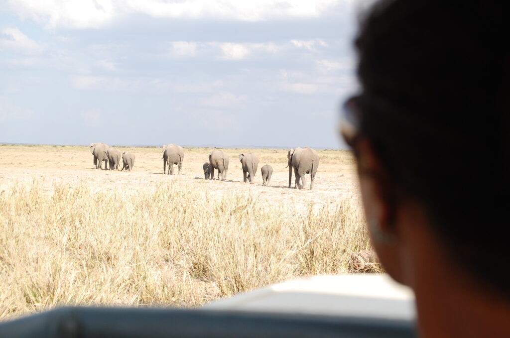 watching elephants amboseli national park kenya 2009