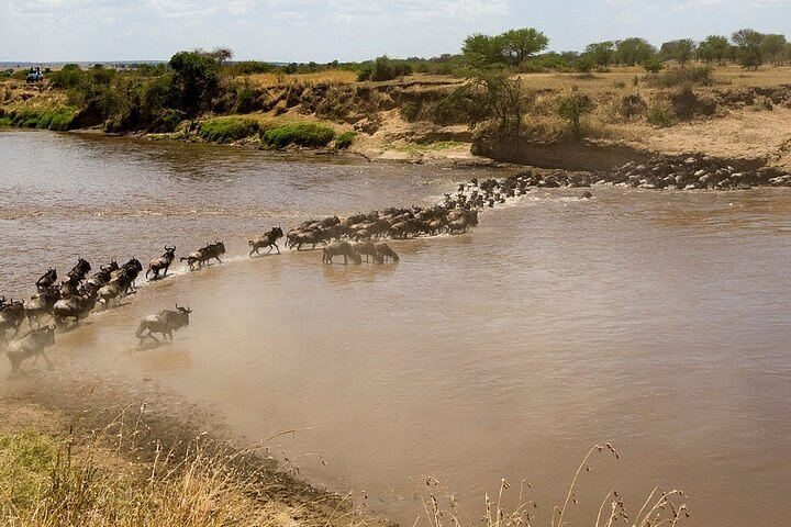 wildebeest crossing the Mara River Kenya
