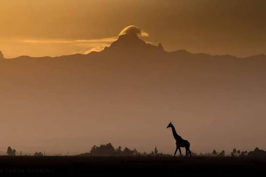 A giraffe silhouetted against the outline of Mount Kenya